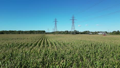Cinematic-Power-Lines-Over-Green-Yellowish-Corn-Fields-Top-Aerial-Drone-Flying