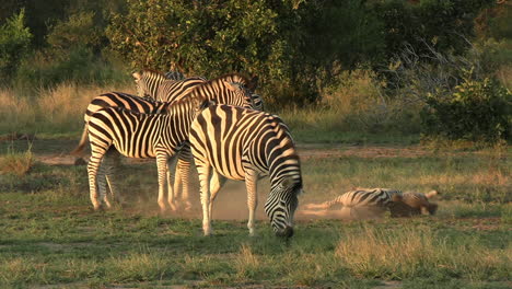 Zebra-Dust-Bathing-While-Other-Eating-Grass-in-African-Savanna,-Wild-Animals-in-Protected-Nature-Reserve