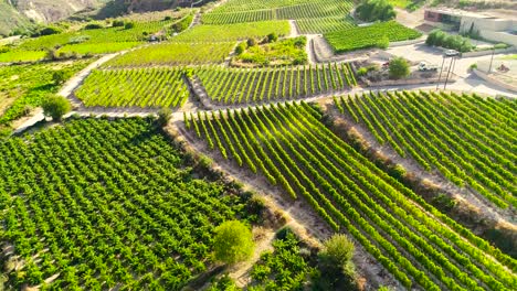 Aerial-drone-footage-of-vineyards,-golden-green-grape-field-rows-in-Koilani,-Limassol,-Cyprus-1
