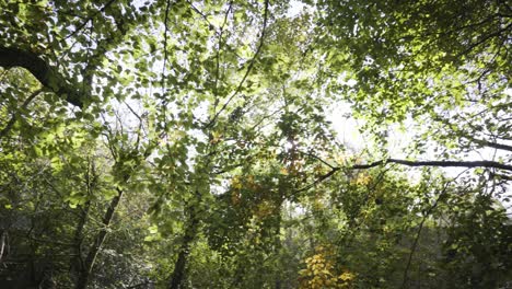 Dosel-De-árboles-En-El-Follaje-De-Principios-De-Otoño-En-El-Bosque-De-Kennall-Vale-En-Cornwall,-Reino-Unido