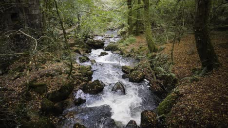 River-Kennall-In-The-Picturesque-Woodland-Kennall-Vale-In-Cornwall,-England---tilt-up