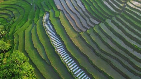 Golden-sunlight-lighting-on-terraced-rice-fields-in-the-morning-in-Indonesia---Aerial-top-down-shot