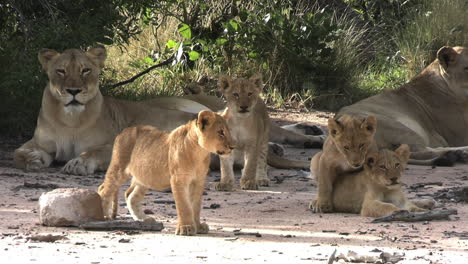 Lion-Cubs-and-Lionesses-in-Tree-Shade