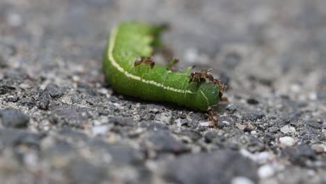 Ameisen,-Die-Eine-Raupe-Bedecken-Und-Versuchen,-Sie-Zurück-Zum-Nest-Zu-Ziehen