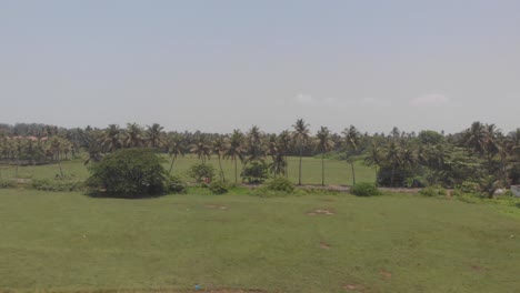 Drone-pan-shot-of-green-palm-trees-in-a-field-in-Goa,-India,-with-a-little-road