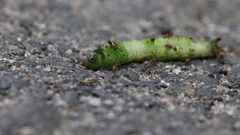 Ants-covering-a-caterpillar,-biting-it-and-trying-to-drag-it-back-to-the-nest