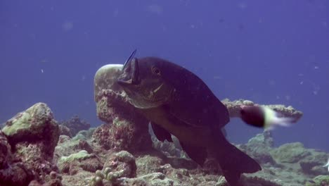 Midnight-snapper-on-cleaning-station-getting-cleaned-by-cleaner-fish