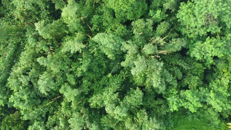 Luftaufnahme-Des-Tiefgrünen-Baums