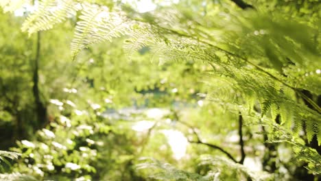 Magischer-Wald,-Der-Von-Sonnenlicht-Beleuchtet-Wird,-Fokus-Auf-Schwankende-Blätter-Im-Vordergrund,-Naturlandschaft