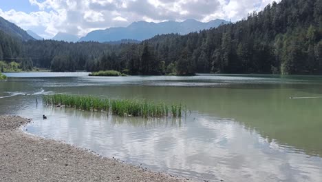 Ducks-in-Lake-in-the-Mountains-in-Austria-Tirol-Weißensee