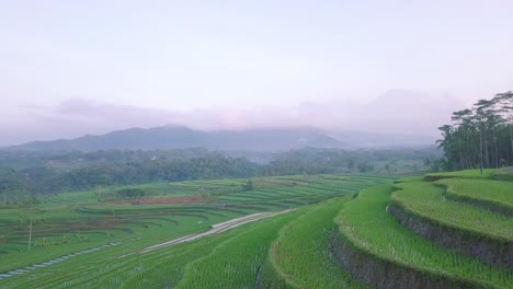 Langsamer-Luftflug-über-Die-Grüne-Reisfeldplantage,-Die-Bei-Sonnenaufgang-Auf-Einem-Hügel-Wächst,-Mit-Mystischen-Wolken-Im-Hintergrund