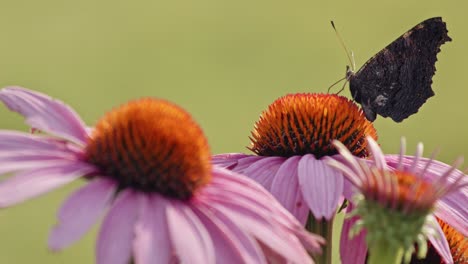 Small-Tortoiseshell-Butterfly-eating-Nectar-From-Purple-Coneflower---macro,-side-view