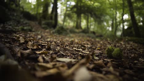 Fallen-Dry-Leaves-During-Autumn-Season-And-Chestnut-Fruit-Being-Picked-Up-By-A-Person-In-The-Woodland-Of-Kennall-Vale-Nature-Reserve,-England