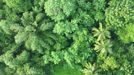 Luftaufnahme-Des-Tiefgrünen-Dschungels-1