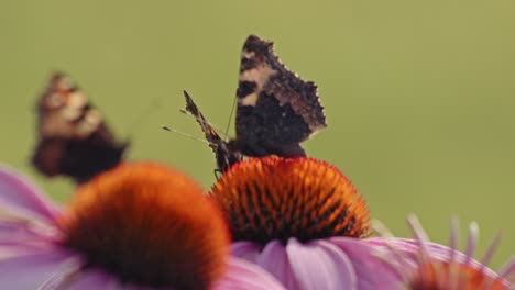 Three-butterflies-pollinating-Purple-Coneflowers---macro