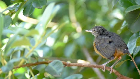 Rufous-bellied-Thrush-young-bird-stretching-for-first-flight