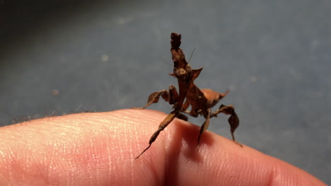 An-exotic-praying-mantis-from-south-of-Asia-moves-on-someone’s-hand