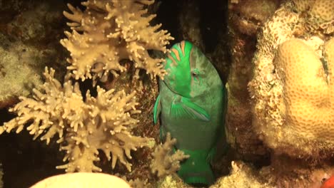 Green-Parrotfish-hiding-between-corals-at-night-for-protection-and-resting