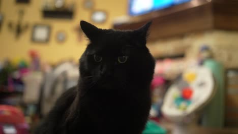 Cinematic-shot-of-black-cat,-standing-and-curiously-looking-indoor-environment