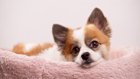 Video-shot-up-close-of-a-happy-little-dog,-puppy-lying-on-a-pink-rug-with-a-pink-wall-in-the-backdrop