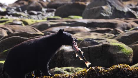 Black-bear-finds-a-salmon-and-carries-it-out-up-onto-seaweed-covered-rocks