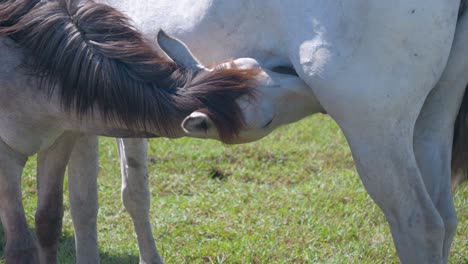 Baby-horse-drinking-some-milk-from-mother-horse