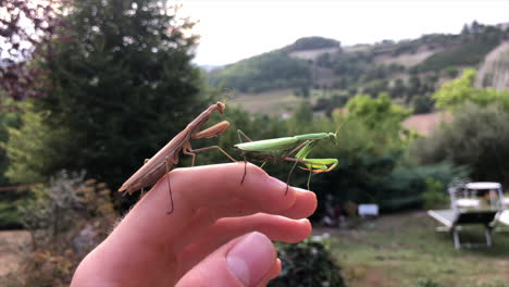 A-young-is-carrying-two-European-green-and-brown-praying-mantis,-captured-in-a-Field-with-high-grass-in-the-Italian-countryside