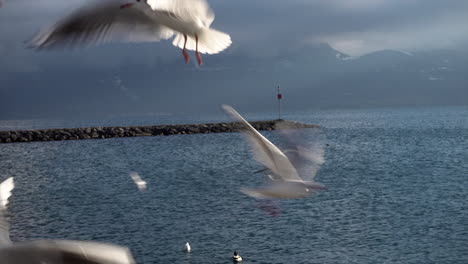 Seagulls-flutter-in-the-air-next-to-Geneva-Lake-shore-to-eat,-cloudy-sky