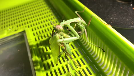 An-European-female-praying-mantis-eats-the-male,-her-reproduction-partner,-to-have-some-energy-to-lay