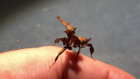 An-exotic-praying-mantis-from-tropical-countries-moved-on-someone’s-hand