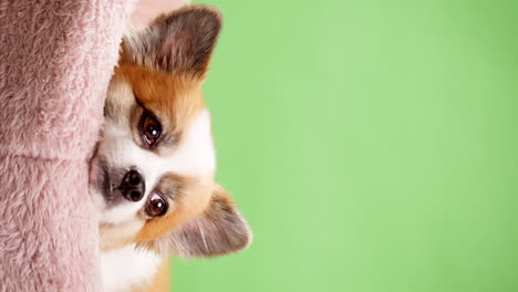 Vertical-video-of-a-happy-little-puppy-in-the-colors-fawn-and-white-rests-on-a-pink-rug-against-a-backdrop-of-a-green-wall-1