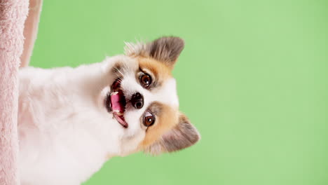 Vertical-Portrait-of-the-cute-fluffy-puppy-of-pomeranian-spitz