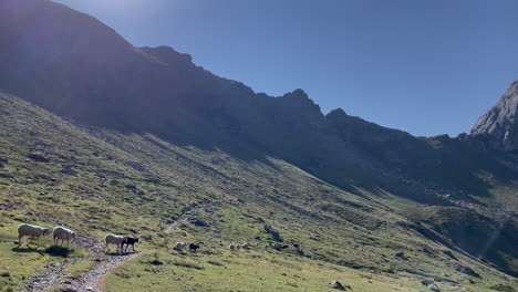 Ovejas-En-Busca-De-Pastos-De-Alta-Montaña,-Hierba-Verde,-Flor-Alpina-En-Los-Pirineos,-Sur-De-Francia-1