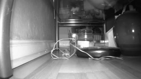 A-mouse-stops-when-it-sees-the-trail-camera