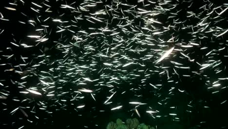 Viele-Kleine-Silberfische-Schwimmen-Nachts-über-Dem-Korallenriff