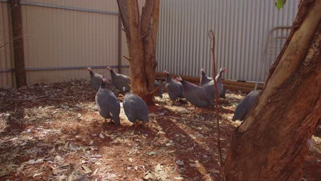 A-flock-of-free-range-Guinea-Fowl-forage-around-for-insects-and-seeds-on-the-ground