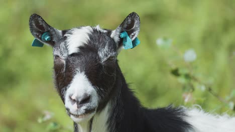 A-portrait-shot-of-the-black-and-white-goat-on-the-green-background