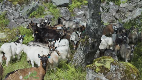 A-herd-of-goats-on-the-move-through-the-rocky-pasture
