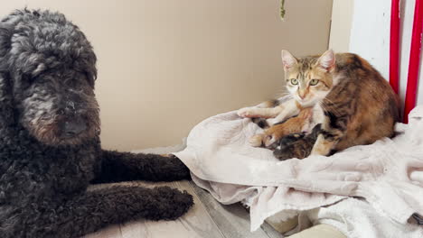 Black-labradoodle-sits-with-cat-mama-who-just-gave-birth-to-babies