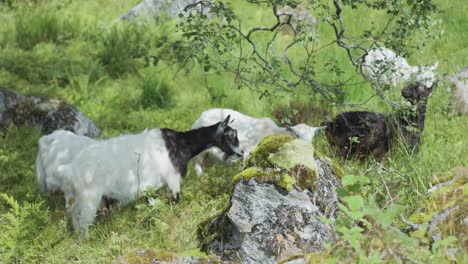 A-herd-of-goats-grazing-on-the-lush-green-pasture