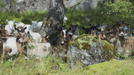 A-close-up-shot-of-the-goat-herd-on-the-rocky-pasture-under-the-birch-tree