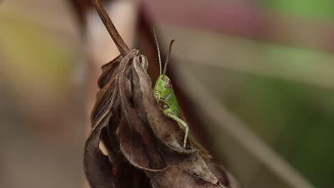 Closeup-of-a-green-coloured-Grasshopper-on-a-dry-brown-leaf