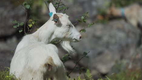 A-close-up-shot-of-the-white-goat-grazing-in-the-wild-rocky-pasture-in-the-mountains