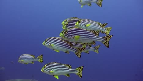 Yellow-banded-sweetlips-swimming-over-corals-with-deep-blue-background