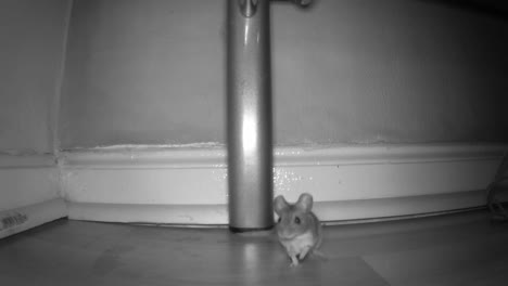 A-small-mouse-stares-at-the-trail-camera