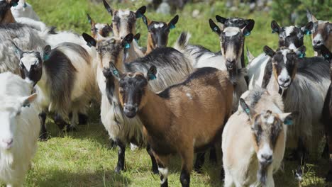 A-close-up-shot-of-the-goat-herd-on-the-lush-pasture