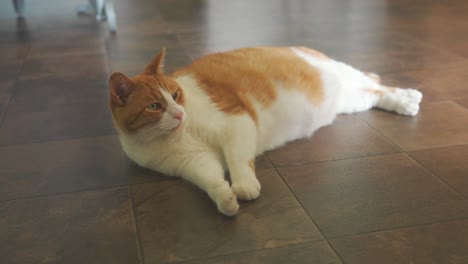 Large-cat-laying-on-floor-of-house