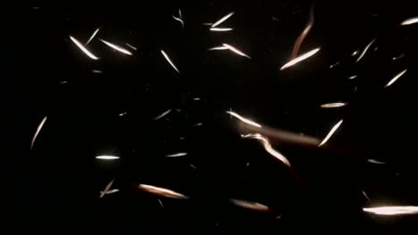 Many-silver-fishes-swimming-in-the-open-ocean-at-night