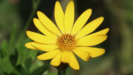 Primer-Plano-De-Una-Flor-Amarilla-De-Osteospermum-Ecklonis,-Una-Popular-Planta-De-Jardín
