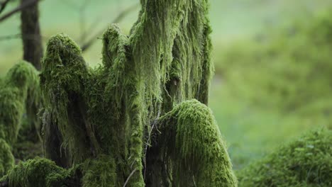 A-close-up-shot-of-the-moss-covered-forest-floor